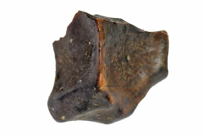 Fossil Hadrosaur (Edmontosaurus) Shed Tooth- Montana #110993